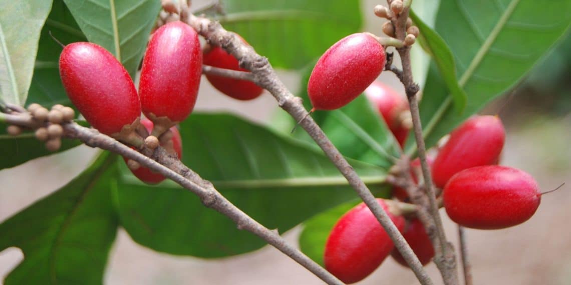 miracle berries on a branch