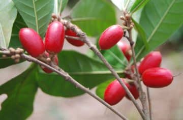 miracle berries on a branch